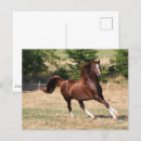 Search for bobbed postcards Horse