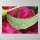 Search for wet leaf posters Rain