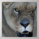 Search for lioness posters Animal