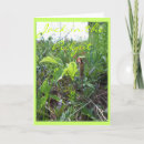 Search for pulpit Forest