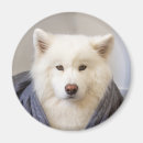 Search for cozy Dog
