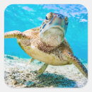 Search for sea turtle stickers Coral reef