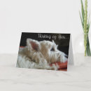 Search for westie cards Cute dog