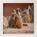 Search for meerkat puzzles Nature
