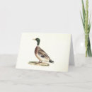 Search for wild duck cards Bird