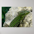 Search for iguanas posters Green