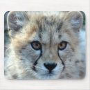 Search for cheetah cat mousepads Wild animals