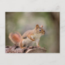 Search for red squirrel postcards Rodent