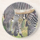 Search for zebras coasters Wild animals