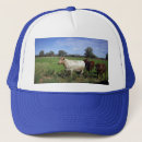 Search for herd hats Cattle
