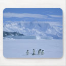 Search for pygoscelis adeliae Seabird