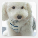 Search for dog collar stickers Domestic animals