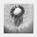 Search for magnet postcards Photograph