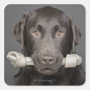 Search for chocolate labrador stickers Animals