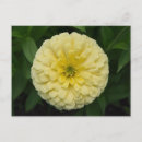 Search for zinnia flower postcards Yellow
