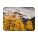 Search for looping magnets Forest