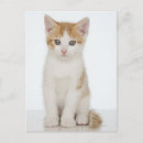 Search for orange and white postcards Kitten