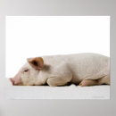 Search for lying posters Full length