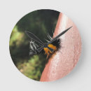 Search for caterpillar clocks Nature