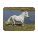 Search for miniature horse magnets Bob langrish