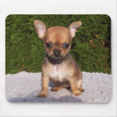 Search for chihuahua mousepads Little