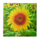 Search for summer sunflower tiles Garden