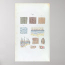 Search for human skin posters Illustration