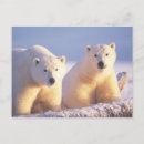 Search for polar bear mom and cub postcards Beaufort sea