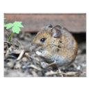 Search for tiny small art Wildlife