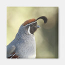 Search for desert bird magnets Birding