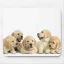 Search for litter electronics Pet