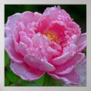 Search for large flower posters Peony