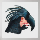 Search for black cockatoo posters Parrot