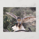 Search for falconry postcards Bird