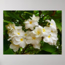Search for frangipani art Tropical
