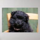 Search for pomeranian puppy posters Black