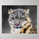 Search for eye spots posters Leopard