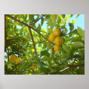 Search for fruity posters Lemon