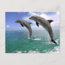 Search for delfin postcards Illustration