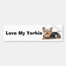 Search for yorkshire bumper stickers Terrier