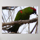 Search for conures art Green