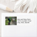 Search for mallard return address labels Bird