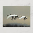 Search for tundra postcards Wildlife