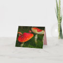 Search for fly agaric postcards Forest