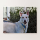 Search for alsatian puzzles Gsd