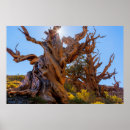 Search for inyo posters Inyo national forest