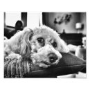 Search for bichon dog posters Pet