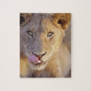 Search for male puzzles Cub