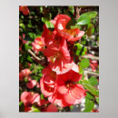 Search for quince art Nature