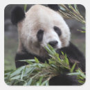 Search for giant panda stickers Zoo